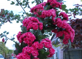 crataegus_laevigata_pauls_scarlet
