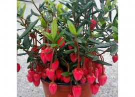 crinodendron-hookerianum-1582301727_l
