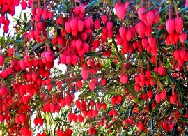 crinodendron-hookerianum-chile-lantern-tree-evergreen-shrub-p262-28309_image