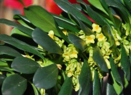 daphne-laureola
