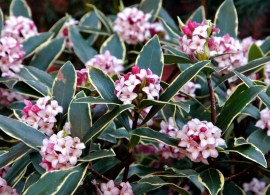 daphne-odora-aureomarginata-new-winter-daphne-_57