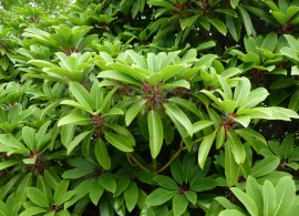 daphniphyllum-macropodum-4