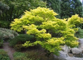 dbf6aeb7e9423d2ffd14b8a9aca1c879--season-colors-acer-palmatum
