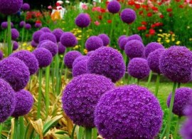 decorative-allium-plants
