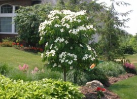 deren-kousa-chinensis-cornus-kousa-var-chinensis