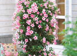 dipladenia-mandevilla-cream-pink-1-808x1024