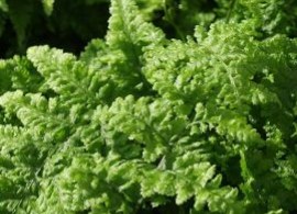 dryopteris-dilatata-crispa-whiteside-krauser-breitwedel-dornfarn