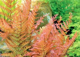 dryopteris-erythrosa-hardy-copper-red-shield-fern-well
