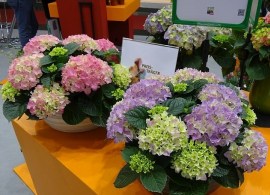 dsc06567_m