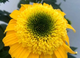echinacea-delightful-gold-2