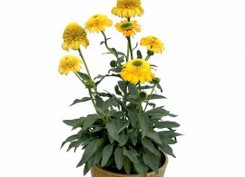 echinacea-delightful-gold-3