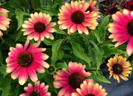 echinacea-kismet-pink-lemonade-2