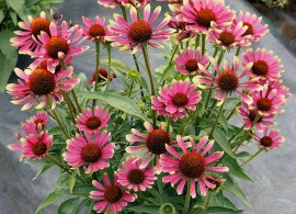 echinacea-prima-spider-2
