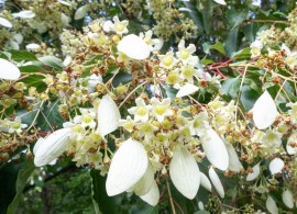 emmenopterys-1