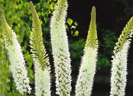eremurus-08