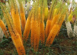 eremurus-gigantskiy-1