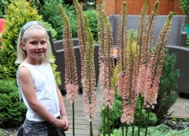 eremurus_romance_0008987_3__15773