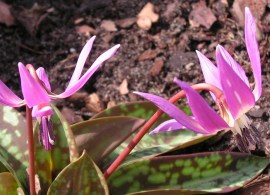 erythronium-dens-canis-frans-hals-2012