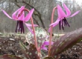 erythronium-dens-canis-frans-hals-comp-medium