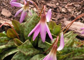erythronium-dens-canis-pink-perfection-2-768x768