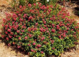 escallonia-red-dream2-600x390