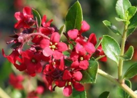 escallonia-red-dream