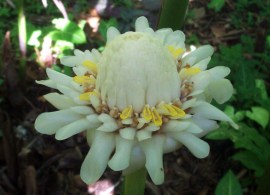etlingera-elatior-var.-white