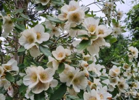 eucryphia-x-nymansensis-nymansay