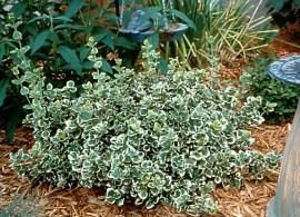 euonymusfortuneiemeraldgaiety