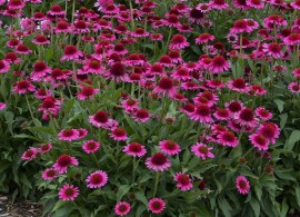 file_166_25