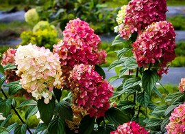 firelight-hydrangea-2