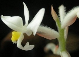 flower_2