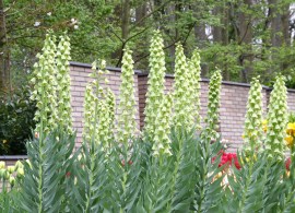 fritillaria-ivory-bells-5_1024x1024