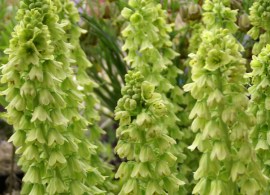 fritillaria-persica-ivory-bells-reg-1090