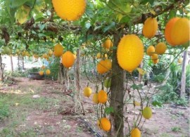 gac-fruit-momordica-cochinchinensis