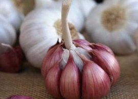 garlic-morado-2