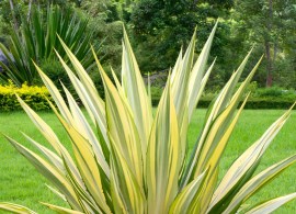 garten-yucca-gold-heart