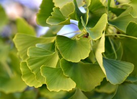 gingko