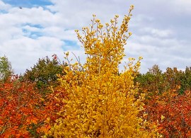 ginkgo-biloba-blagon