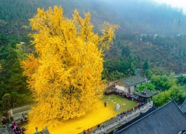 ginkgo-tree-china-cropped