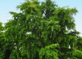 ginkgo_biloba_1_fgt