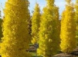 ginkgo_biloba_mariken67