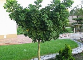 ginkgo_biloba_mariken6