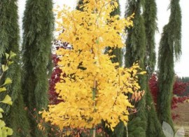 ginkgo_saratoga_in_autumn-small