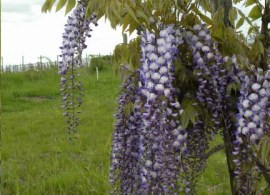 glycine-de-formose-formosa