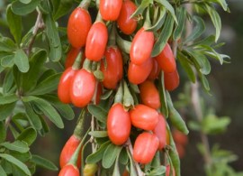 goji-berry