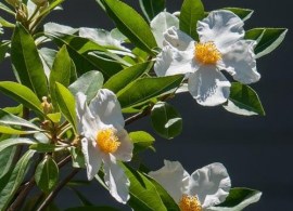 gordlinia-grandiflora-06