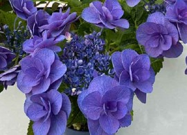 gortenziya-francy-blue-04-800x800