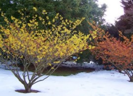 hamamelis-at-longwood-gardens-640x326