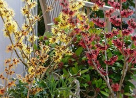 hamamelis_witch_hazel_collection_close6